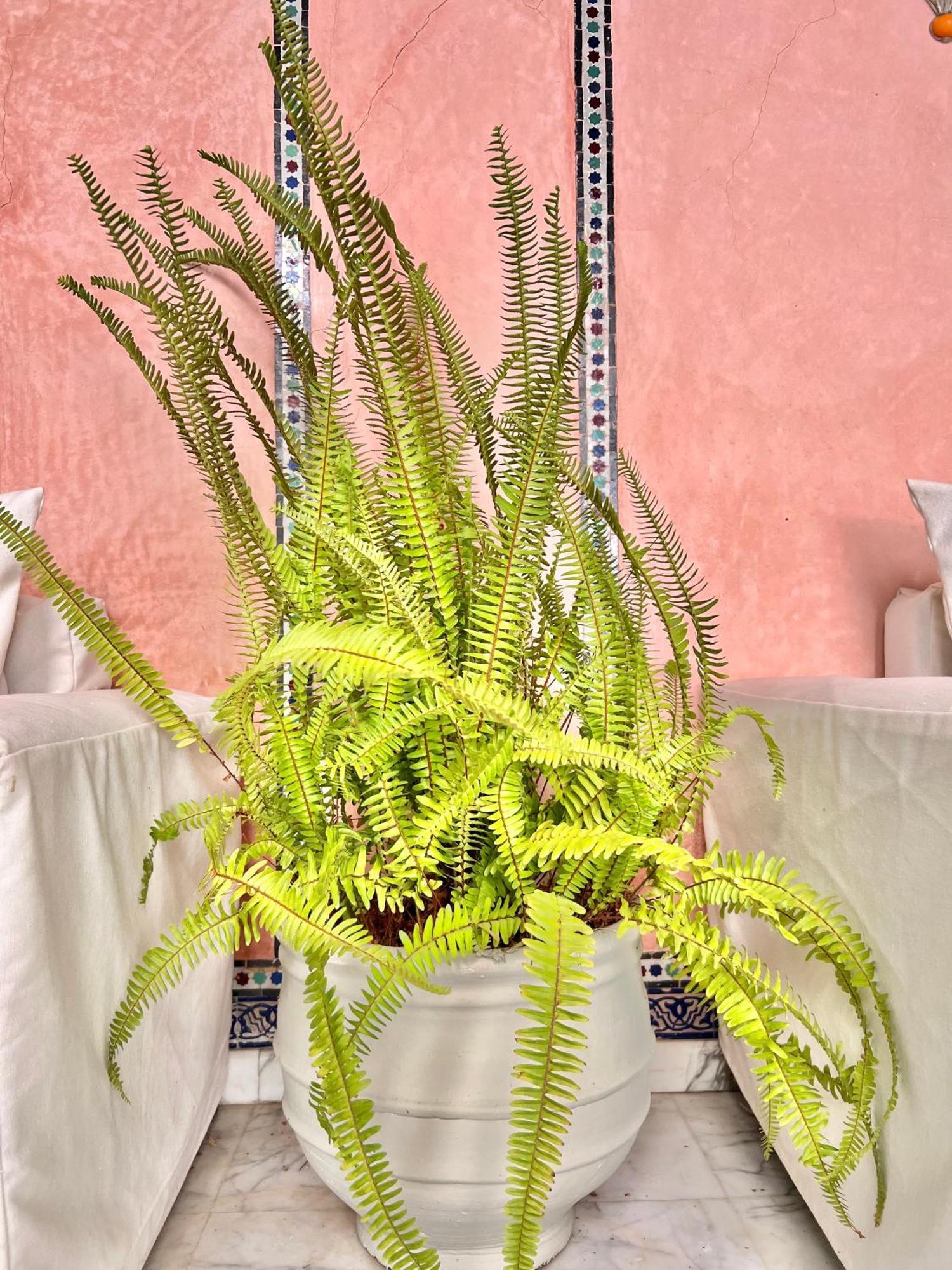 Riad Azad & Spa Marrakesh Eksteriør billede